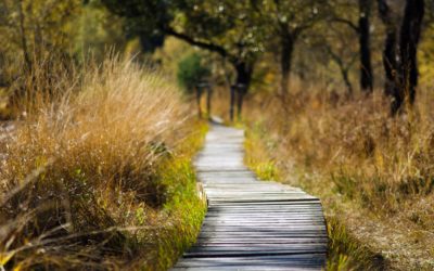 Spazieren Sie sich gesund